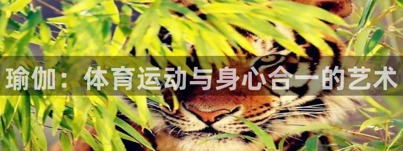 yy易游官方正版app代理：瑜伽：体育运动与身心合一