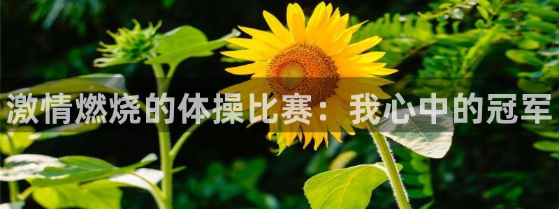 yy易游官网下载招商电话地址是多少：激情燃烧的体操比赛：我心